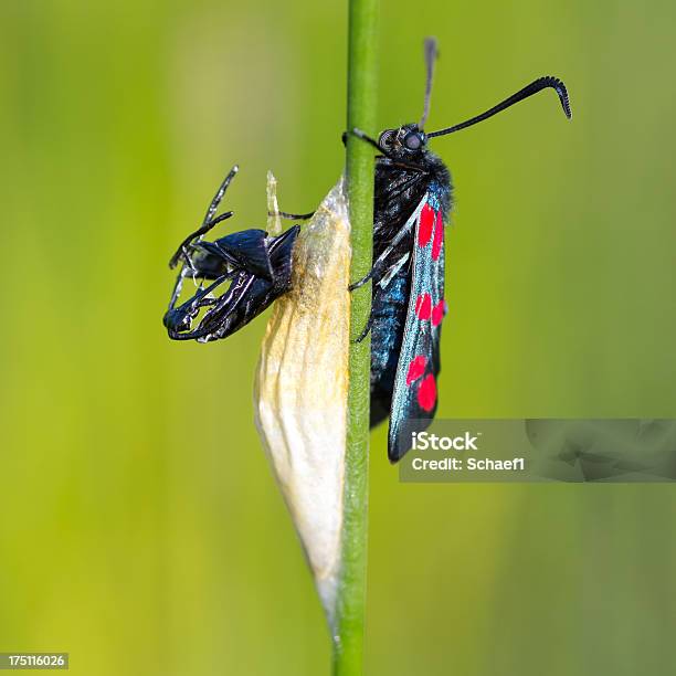 Photo libre de droit de Six Spot Burnet banque d'images et plus d'images libres de droit de Aile d'animal - Aile d'animal, Antennes, Carré - Composition