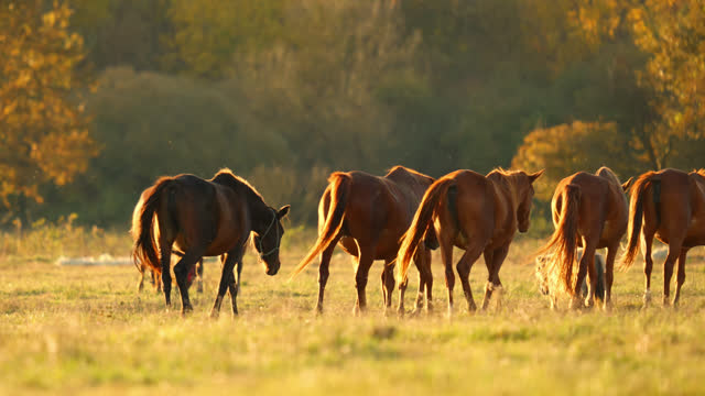 SLO MO Rear View of Horses Walking on Grassy Meadow at Sunset