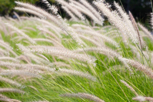 istock Fountain grass or pennisetum alopecuroides 1751169142