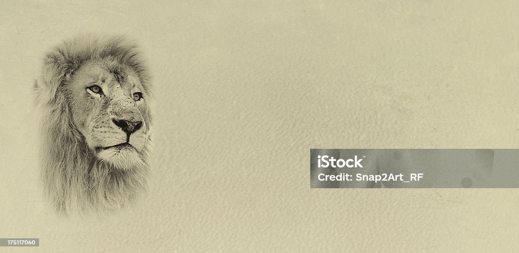 Sepia Toned Lion Face with Text Card Banner Africa Stock Photo