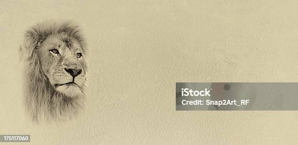 Sepia Toned Lion Face With Text Card Banner Stock Photo - Download Image Now - Africa, Animal, Awe