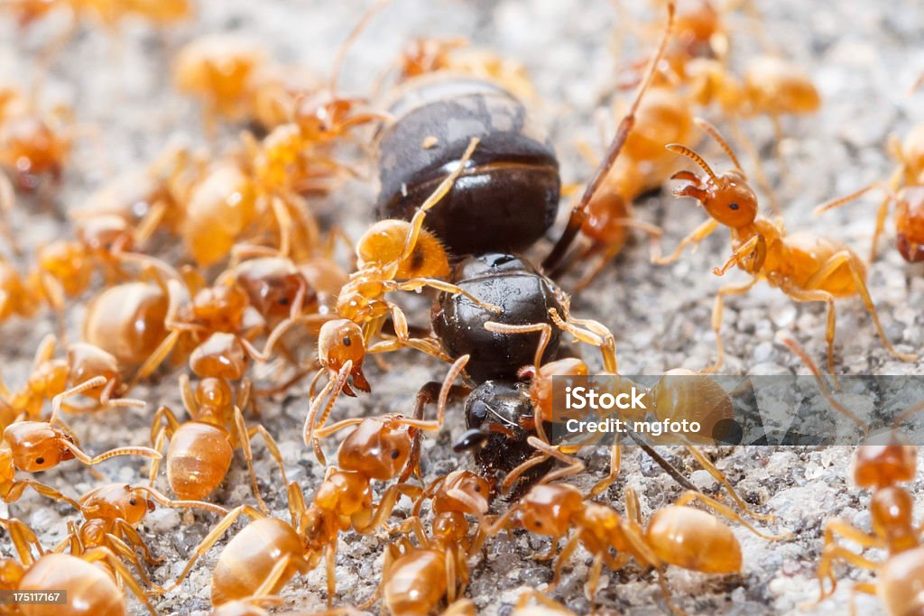 Ants atacando un exterior con cama queen - Foto de stock de Hormiga libre de derechos