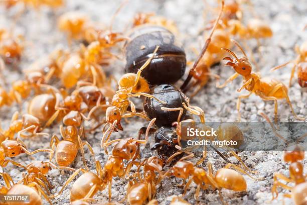 Ants Atacando Un Exterior Con Cama Queen Foto de stock y más banco de imágenes de Hormiga - Hormiga, Reina - Persona de la realeza, Ejército de Tierra