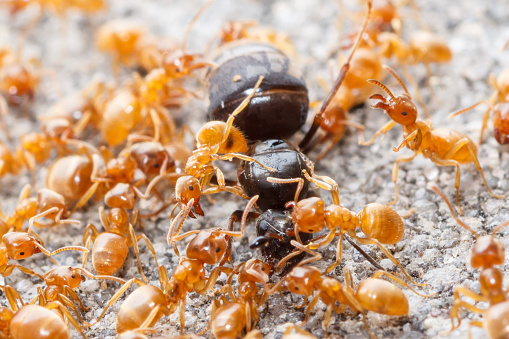 Ants attacking a foreign queen. The whole nest was taken by these ants. Focus in center of the image.