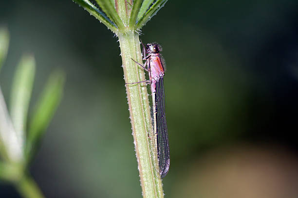 Dragonfly on a reed Macrophoto of a insect with blurred background calopteryx syriaca stock pictures, royalty-free photos & images