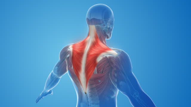 Trapezius muscles pain and injury
