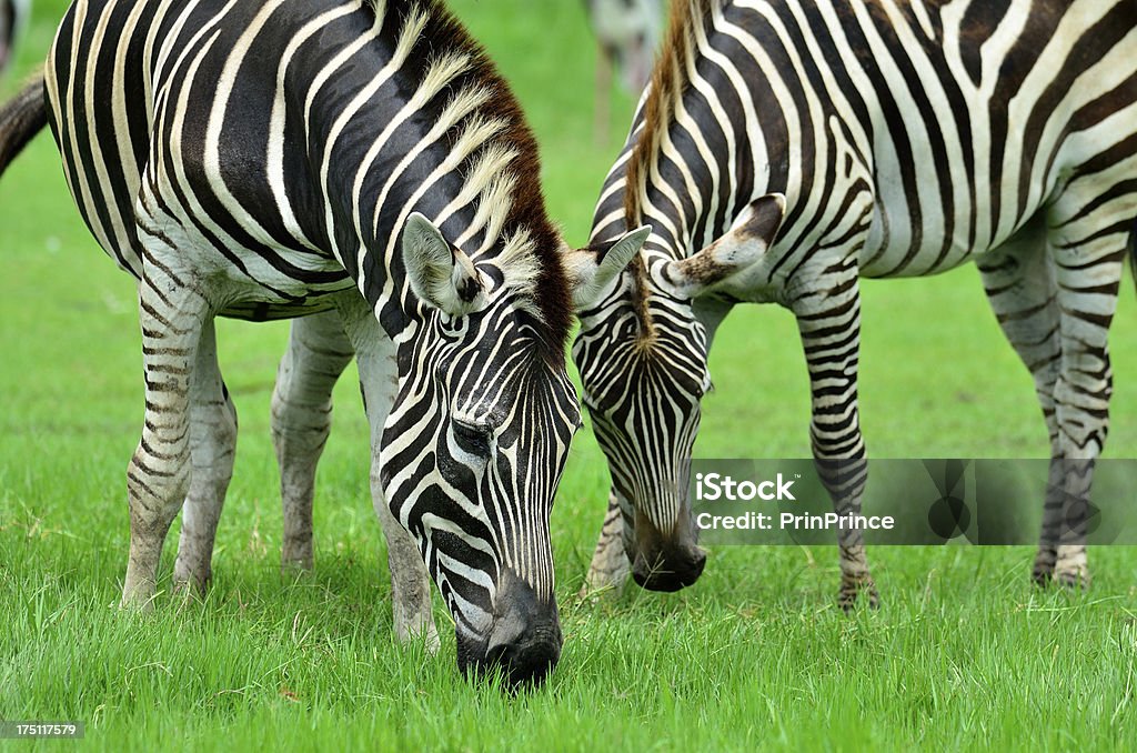 Mutter und Fohlen Sie Speisen in der green grass field - Lizenzfrei Afrika Stock-Foto