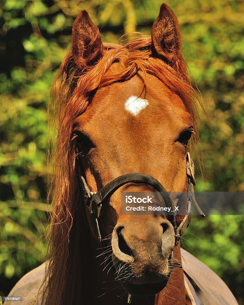Garanhão árabe - Foto de stock de Alazão - Cor de Cavalo royalty-free