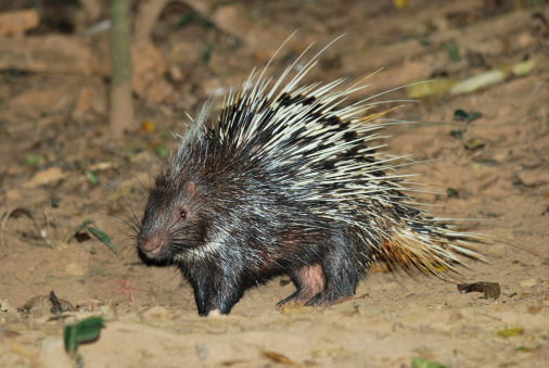 Porcupine living in the night searching for food