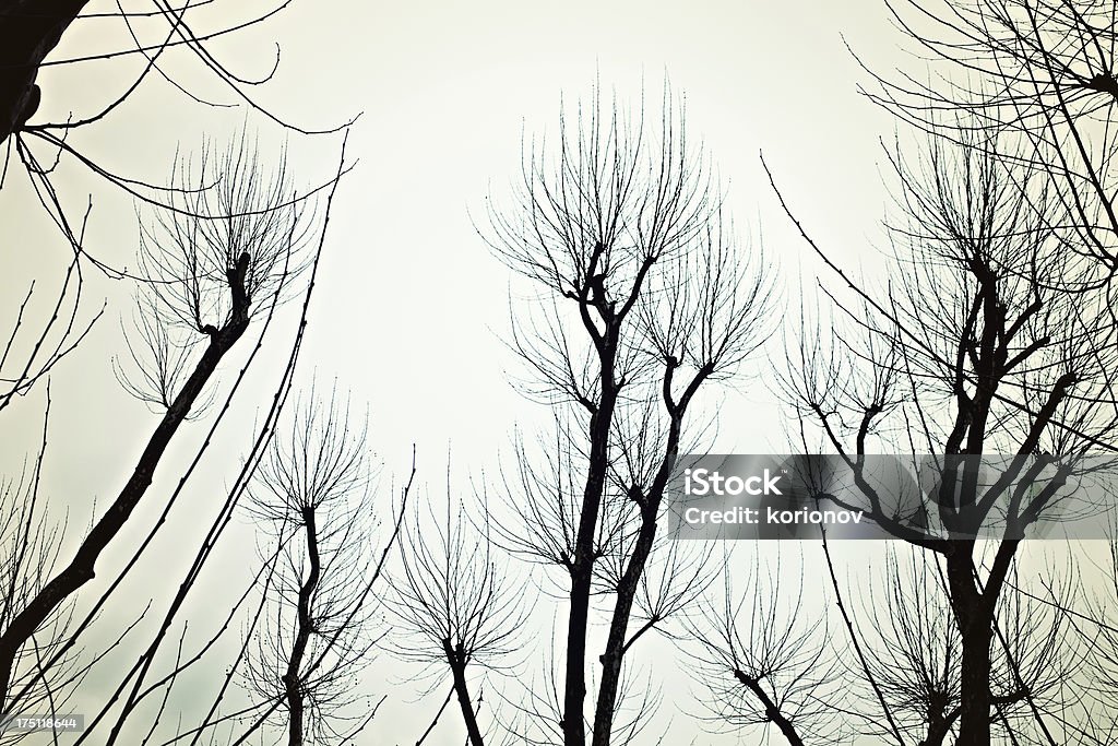 Bare branches of the trees Bare branches of the trees in the background of the autumn sky Abstract Stock Photo