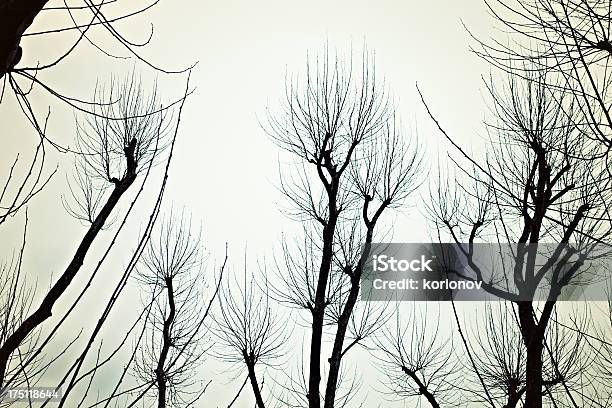 Bare Branches Of The Trees Stock Photo - Download Image Now - Abstract, Art, Art And Craft