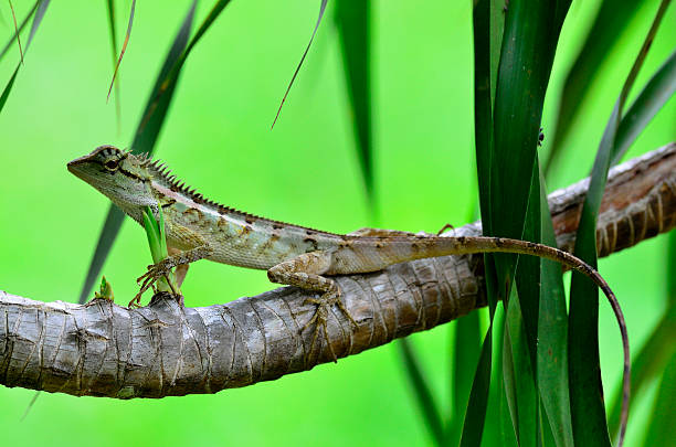 istock Green crested, black face,ree,Boulenger Lizard 175118927