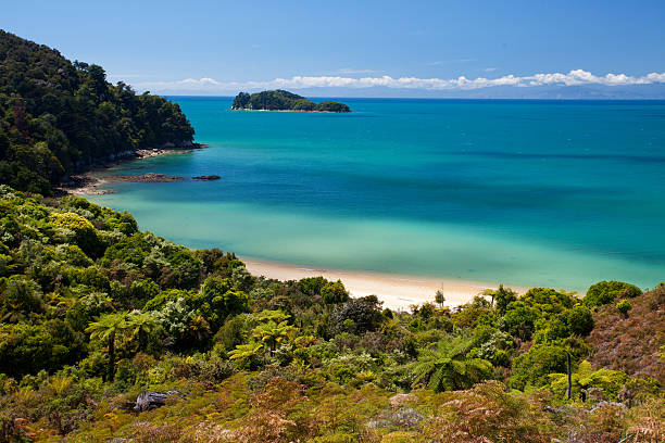 トロピカルな海岸 - abel tasman national park ストックフォトと画像