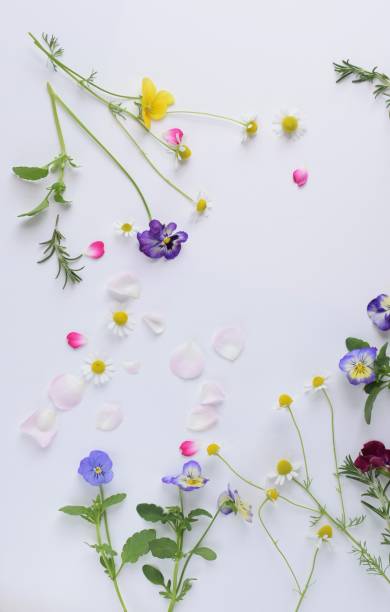 istock edible flowers on white background.spring flowers and herbs. 1751203305