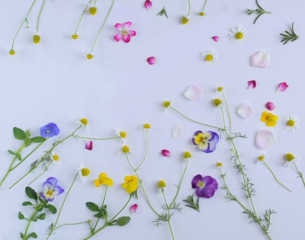 istock edible flowers on white background.
spring flowers and herbs. 1751203323