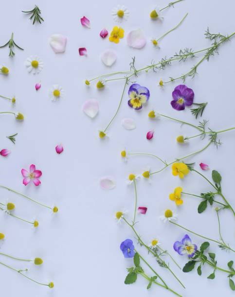 istock edible flowers on white background.spring flowers and herbs. 1751203328