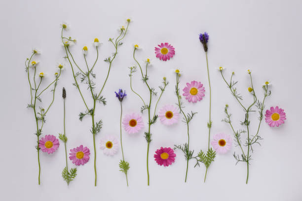 istock margaret and chamomile flowers on white background. 1751203333