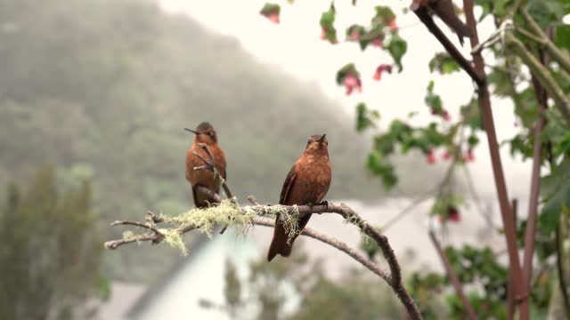 video of hummingbirds playing on a dry branch in the cloud forest