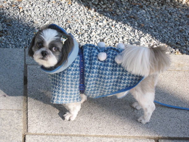istock Shih Tzu on a walk 1751205056