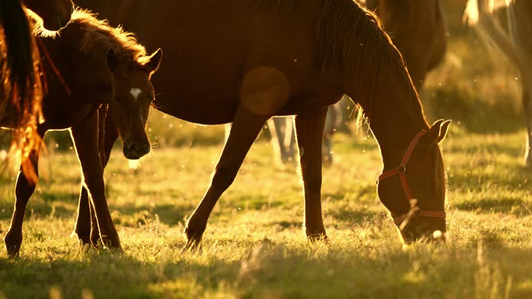 SLO MO Horse and Foal Grazing on Grassy Meadow with Insects Flying in the Air at Sunset