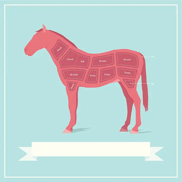 Vector illustration of Cuts of Horse Meat