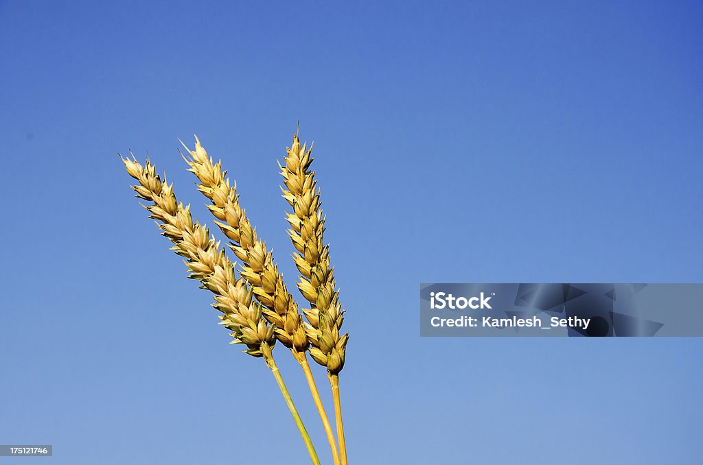 Wheat grains 3 strands of wheat. Agriculture Stock Photo