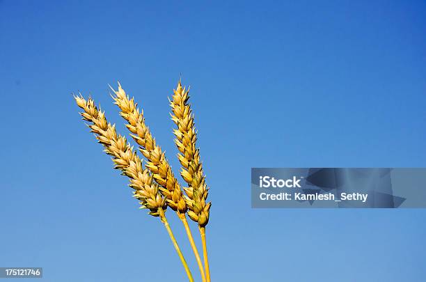 Wheat Grains Stock Photo - Download Image Now - Agriculture, Autumn, Blue