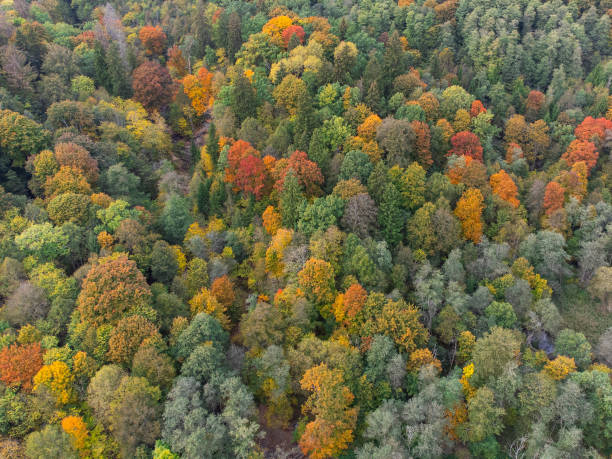 istock Autumn Forest, Colorful Trees From Above, Aerial View 1751221674