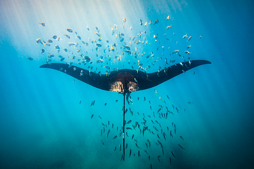 Manta ray surrounded by school of fish with beams of sunlight shining into frame. Shot in North Western Australia.