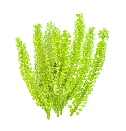 set of sea grapes ( green caviar ) seaweed on white background