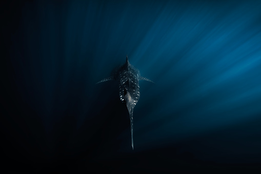 Whale shark swimming down into the deep dark ocean with light rays shining on it. Photographed in Western Australia.