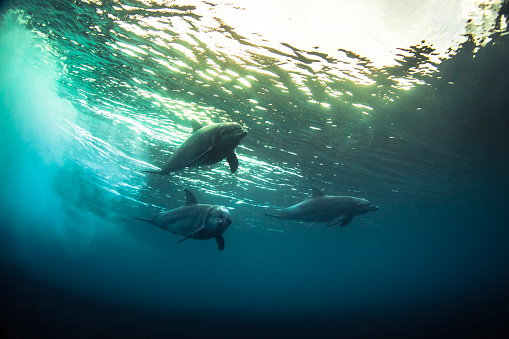 Pod of smiling dolphins swimming past beneath a wave in golden light.