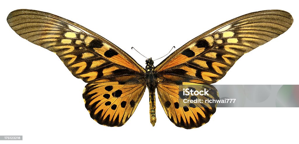 나비 Papilio Antimachus (클리핑 경로가) - 로열티 프리 아프리칸자이언트스왈로우테일 스톡 사진