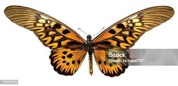 나비 Papilio Antimachus 아프리칸자이언트스왈로우테일에 대한 스톡 사진 및 기타 이미지 - 아프리칸자이언트스왈로우테일, 곤충, 과학