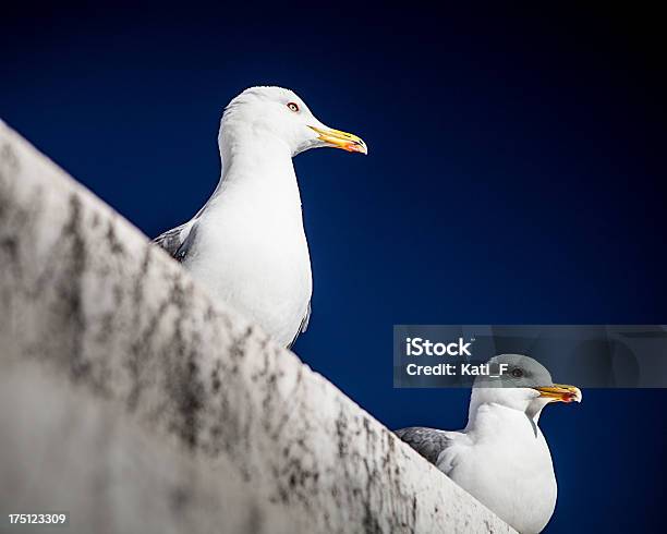 Dos Gaviotas Sentado En Blanco En La Pared Foto de stock y más banco de imágenes de Animal - Animal, Azul, Blanco - Color