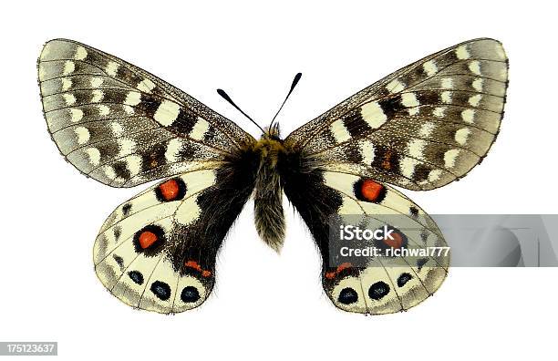 Farfalla Parnassius Orleans - Fotografie stock e altre immagini di Ala di animale - Ala di animale, Campione di laboratorio, Cina