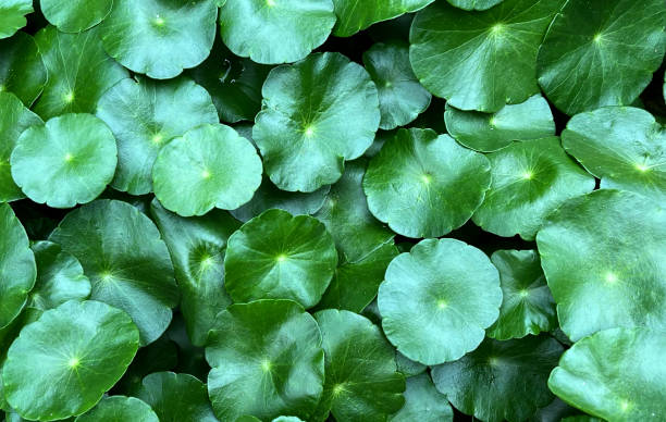 istock Centella asiatica (gotu kola). Fresh green leaves herb background. 1751241482