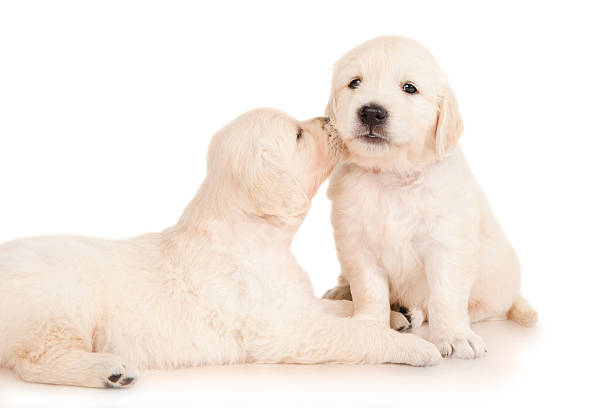 istock Two puppies golden retriever 175124193