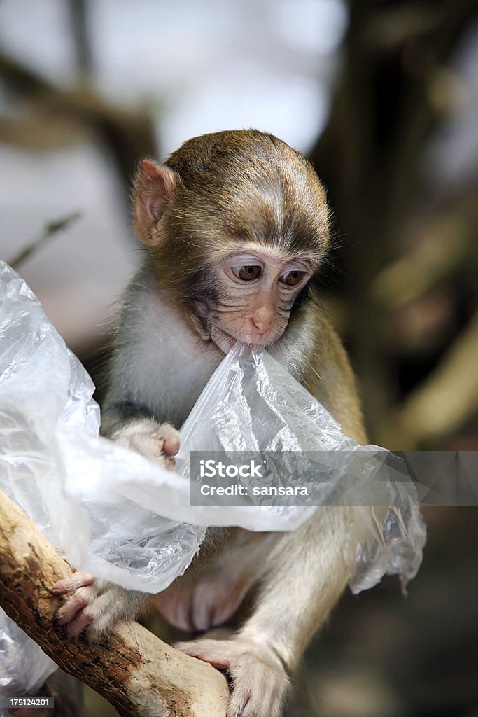 Retrato da tristeza do macaco - Foto de stock de Animal royalty-free