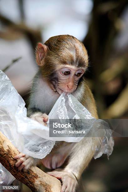 Foto de Retrato Da Tristeza Do Macaco e mais fotos de stock de Animal - Animal, Cheio, Fauna Silvestre