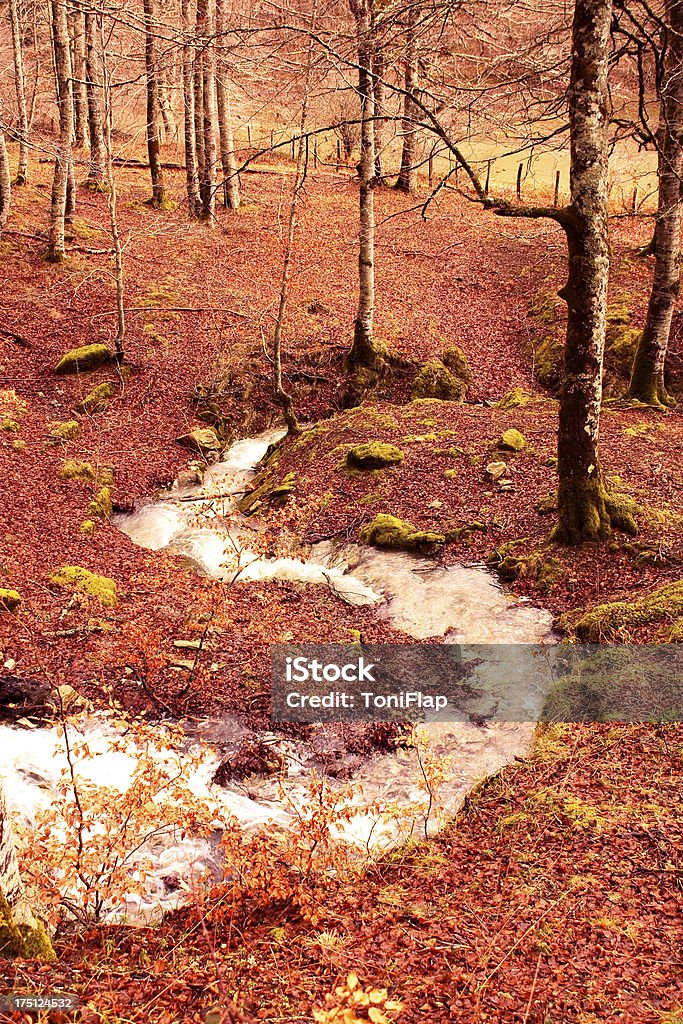 Torrente nella giungla di Irati. Navarra, Spagna - Foto stock royalty-free di Acqua