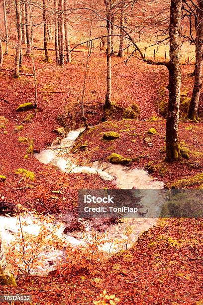 Torrente Nella Giungla Di Irati Navarra Spagna - Fotografie stock e altre immagini di Acqua - Acqua, Alberato, Albero deciduo