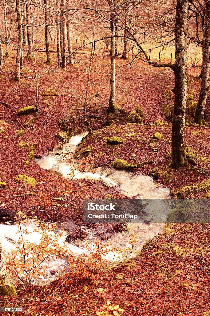 Ручей в джунгли Irati. Navarra, Испания - Стоковые фото Satoyama - Scenery роялти-фри