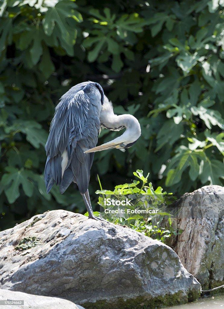 Héron cendré - Photo de Faune libre de droits