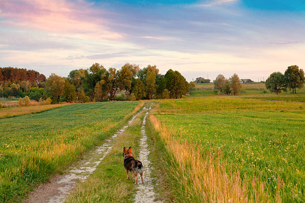 istock Beautiful rural landscape at sunset 175124774