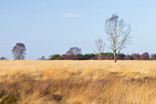 Winter riverside with reeds