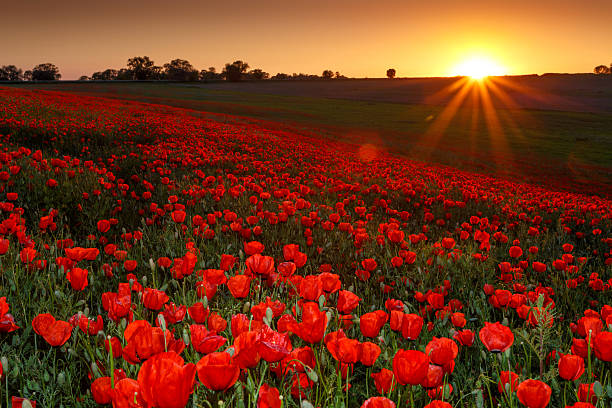 istock Sunset over field with Red poppies 175125084