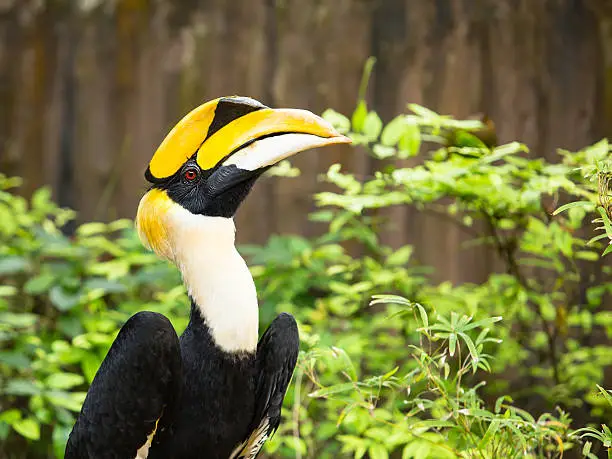 Photo of Great Hornbill (Buceros bicornis)