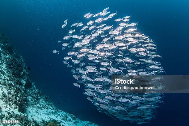 Large School Of Mackerel Stock Photo - Download Image Now - School of Fish, Sphere, Cebu Province