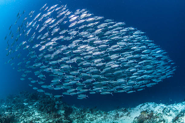 large school of mackerel large school of mackerel school of fish photos stock pictures, royalty-free photos & images
